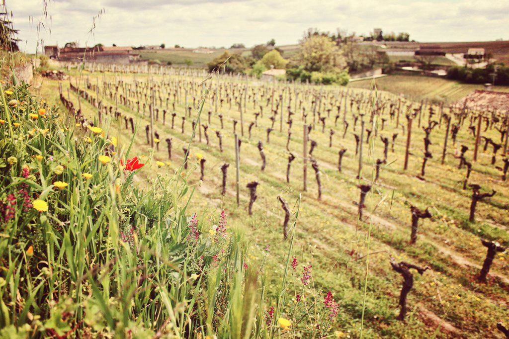 винные туры Бордо  Сант Эмильон Saint Emilion
