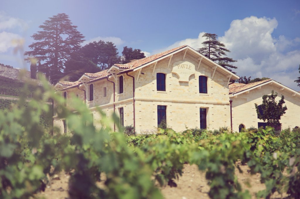 Гид в Бордо. Молодые виноградники Chateau Pavie.